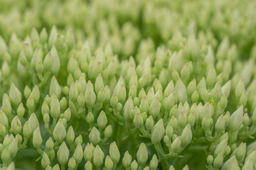 Fototapeta na wymiar Green buds of a rockrose plant.