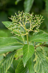 The green fruits of the tree itch.