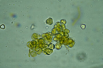  australian honey under the microscope