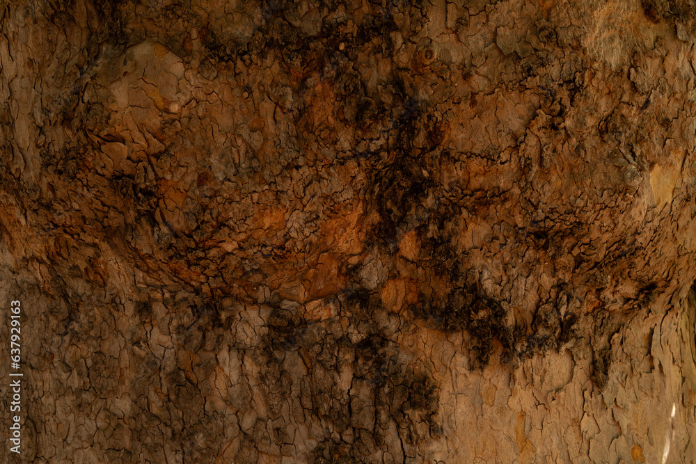 Poster tree bark background