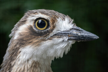 Dytyk large detail of the bird's head.