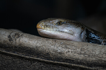 Detail of the head of a tiliqua lizard.