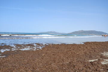 Fototapeta na wymiar playa mar y algas