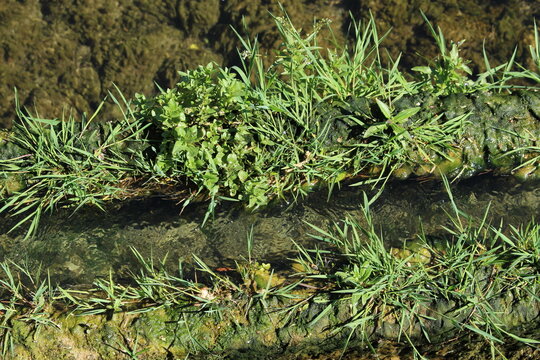 Old wooden canal, pipe, with grass growing on it in the Sorgue River, L'Isle-sur-la-Sorgue, in spring. Point of view sur la Sourge. Old river infrastructure overgrown in southern France