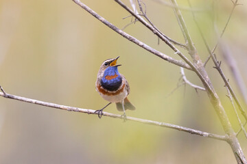 Male bluethroat sitting on a tree branch
