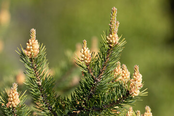 blooming pine tree close-up