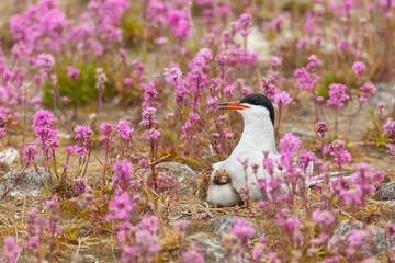 Common tern with a chick sits on a nest among pink flowers