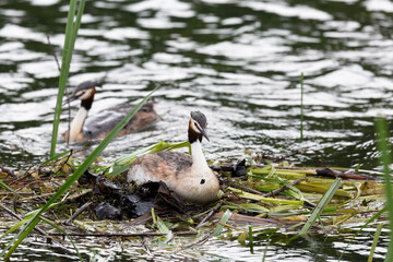 Great Crested Grebe near its nest, close up
