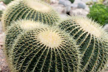Large round cacti close up