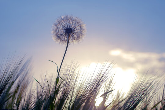 Dandelion among the grass against the sunset sky. Nature and botany of flowers