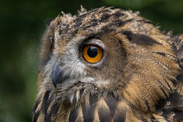 Great horned owl bird close-up portrait.