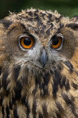 Great horned owl bird close-up portrait.