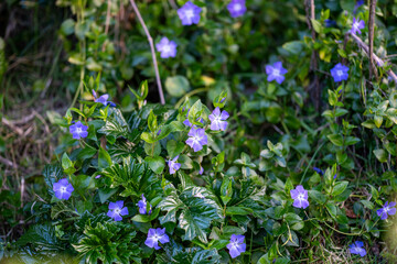 native pink flower in australia