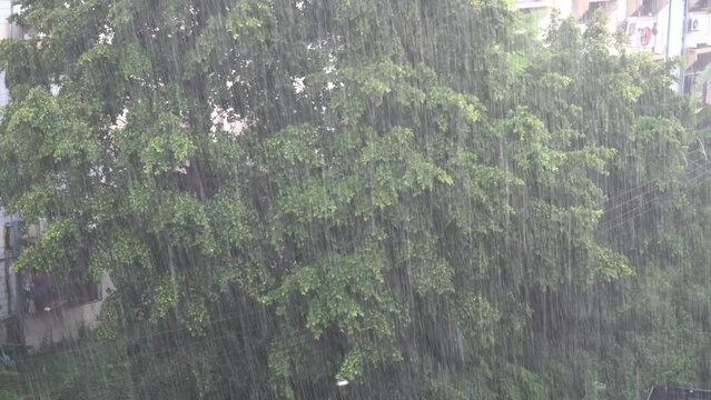 Heavy rain and green tree in summer