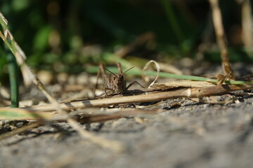 common field grasshopper (Chorthippus brunneus)