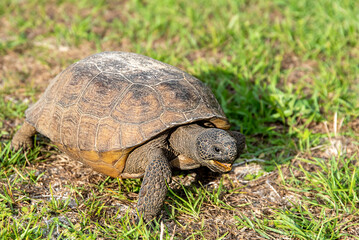 turtle on the grass