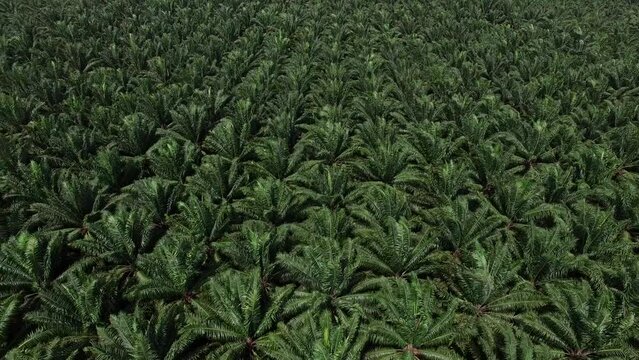 The aerial view is, shot by a drone, of an extensive plenty palm plantation with faded mountains in the background in Krabi, Thailand.