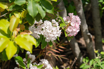 初夏の日差しを浴びるアメリカシャクナゲ