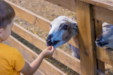 Fototapeta premium the boy feeds the animals in the zoo. Selective focus