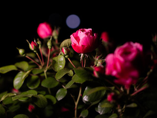 the moon and the beautiful pink rose at night