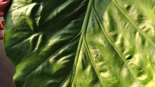 Demonstration by a woman's hand of damage on a large green Alocasia leaf plant