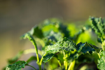 kale seedlings vegetables growing on a farm. frost and ice on the cold soil and plants on a winter's morning