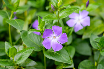  Lesser periwinkle. Hardy green perennial. Flowering plant with purple flowers. Vinca minor. Creeping myrtle.
