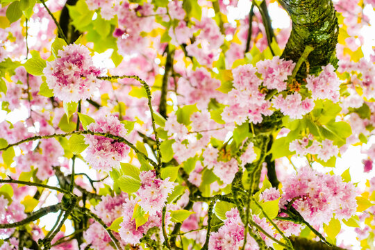 Pink cherry blossoms in spring. Blossoming tree close-up.
