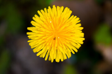Yellow dandelion flower close-up against a dark background