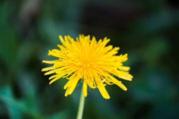 Obraz premium Yellow dandelion flower against a dark background. Flowering plant close-up.