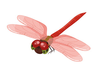 アキアカネのイラスト_斜め上 © ふわぷか