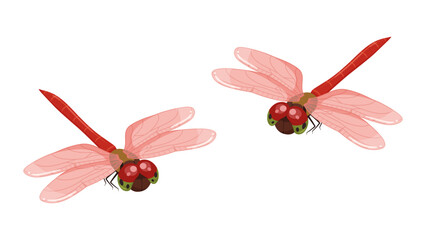 アキアカネのイラスト