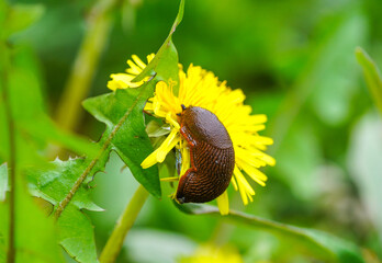 Close-up of a land slug on a yellow dandelion flower. Shell-less terrestrial gastropod mollusc.