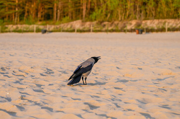 Screaming hooded crow on the beach of the Baltic Sea. Corvus cornix.
