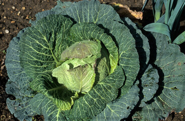 Brassica oleracea 'bullata, gros des vertus' , Chou de Milan