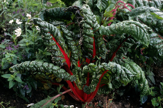 Beta vulgaris 'Charlotte' , B&eacute;tte, Poir&eacute;e