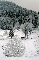 Picea abies, Sapin sous la neige,  Foret,  Vosges, 68, France