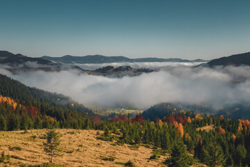 Morning fog in autumn Carpathian mountain valley. Yellow grass meadow, pine tree forest, mountain range in background. Beautiful nature summer landscape. Travel, tourism, trekking, hiking countryside