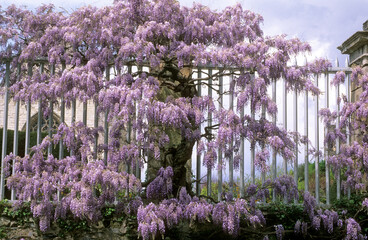 Obraz premium Wisteria spp. , Glycine