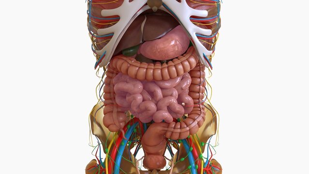 Human Digestive System Anatomy For Medical Concept 3D Rendering