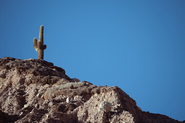 Cactus en lo alto del cerro en Tilcara, Jujuy