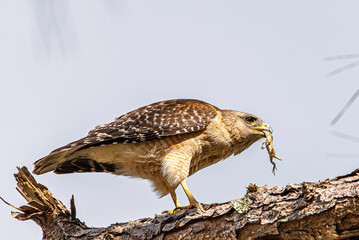 red tailed hawk eating a lizard