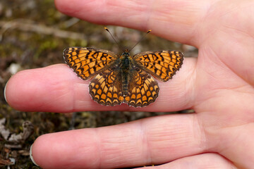 Provencal Fritillary Butterfly (Melitaea deione) found in the Dordogne, France, resting on a finger
