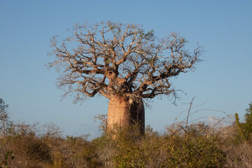Baobab