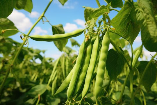 Green beans growing in a garden in summer.