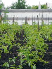 Fototapeta na wymiar Beds with tomato plants. Growing tomato seedlings on flat rows of land. Growing vegetables.