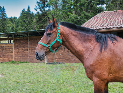 Beautiful example of a young bay Iberian horse.