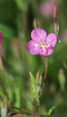 Beautiful close-up of a oenothera rosea flower