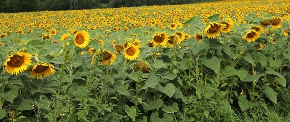 Tournesols