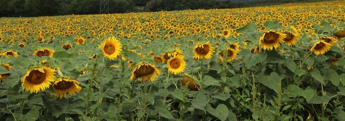 Tournesols